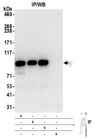 DDX21 Antibody