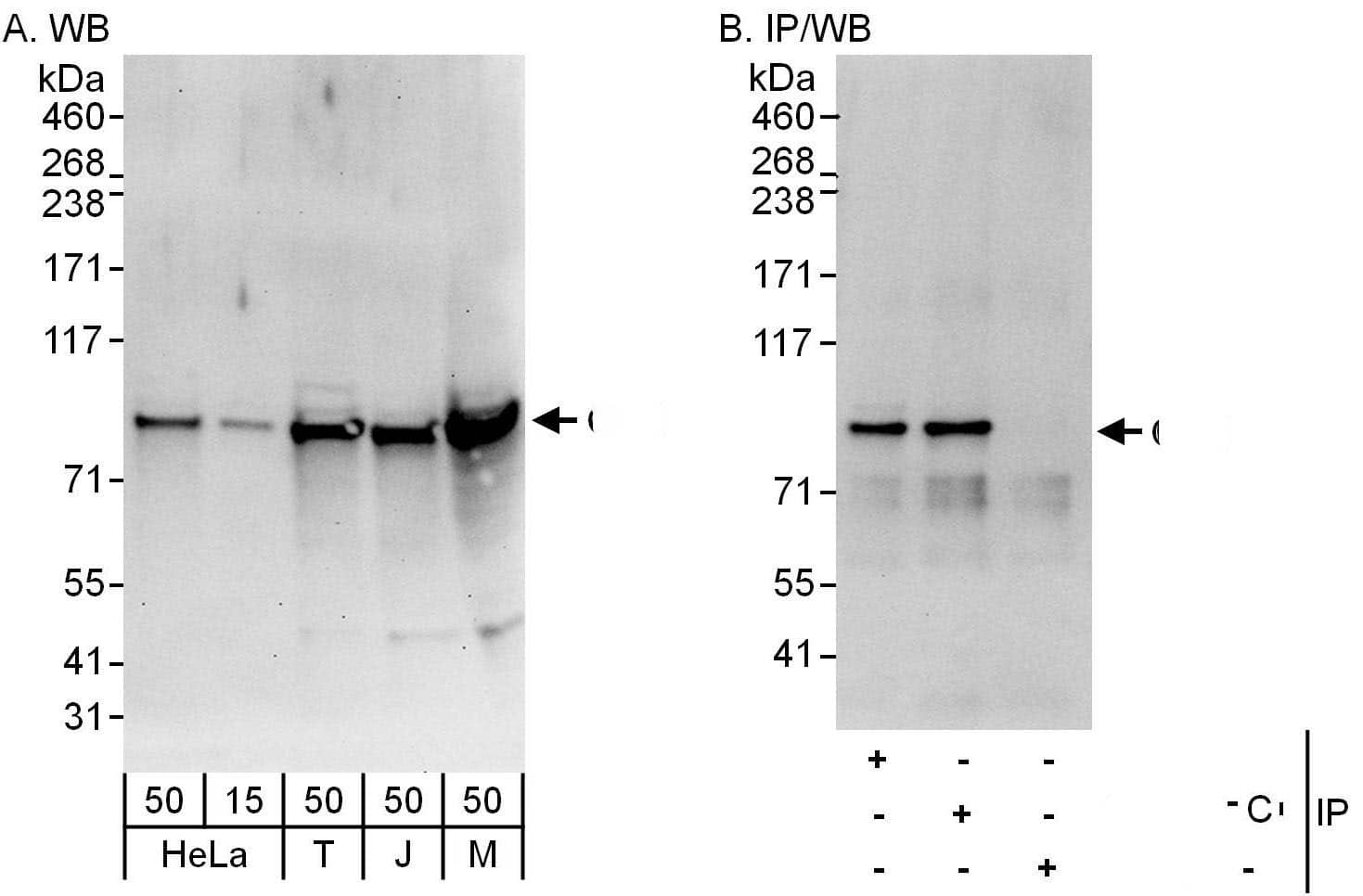 Cullin 1 Antibody