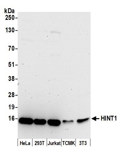 HINT1 Antibody
