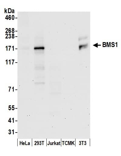 BMS1 Antibody