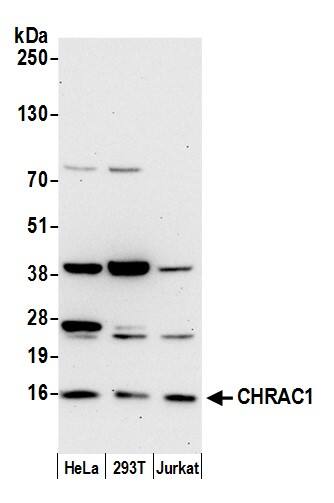 CHRAC1 Antibody