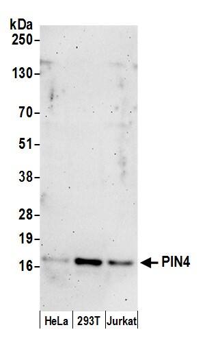 PIN4 Antibody