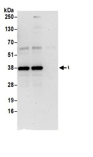 HCA59 Antibody