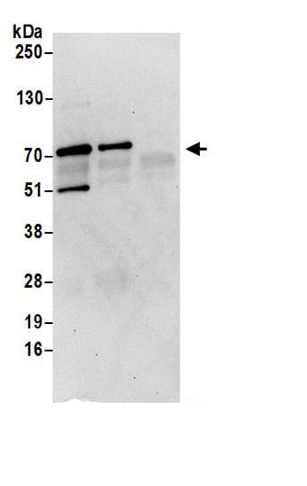 MSANTD2 Antibody