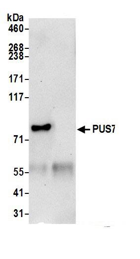 PUS7 Antibody