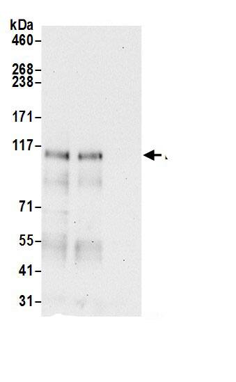 Lipin 1 Antibody