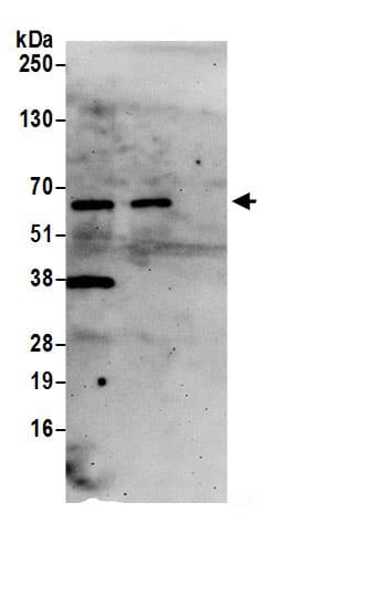 COASY Antibody