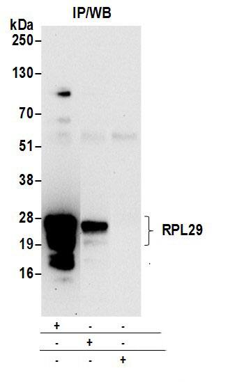 RPL29 Antibody