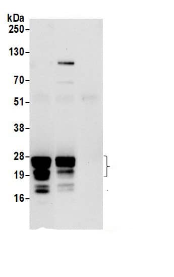 RPL29 Antibody