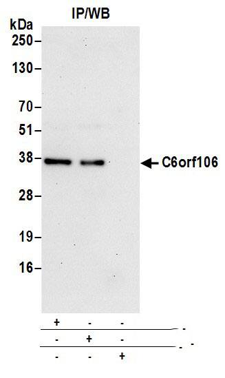 C6orf106 Antibody