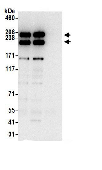 Talin1 Antibody