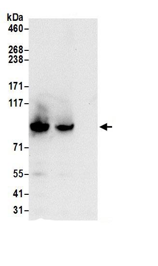 STRIP1 Antibody