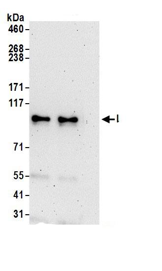 LARP5 Antibody