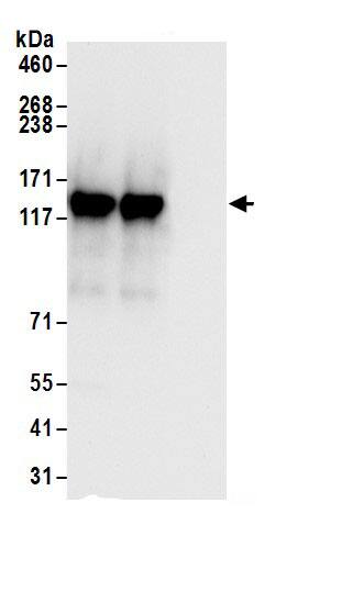 UBAP2 Antibody