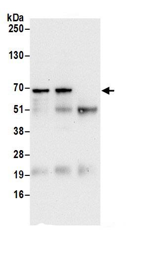 SPATS2 Antibody