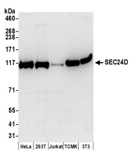 SEC24D Antibody