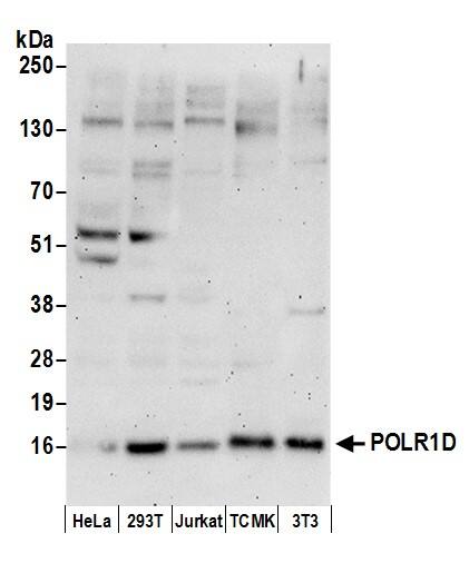 POLR1D Antibody