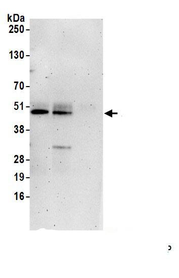 TTC4 Antibody