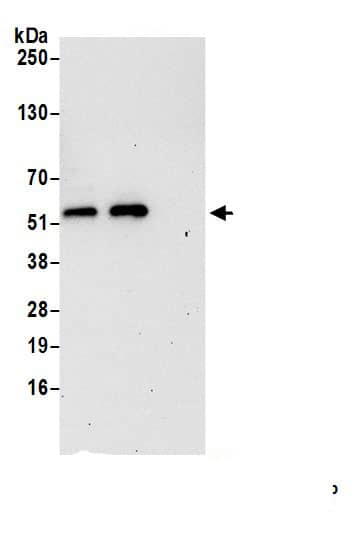 GSDMDC1 Antibody