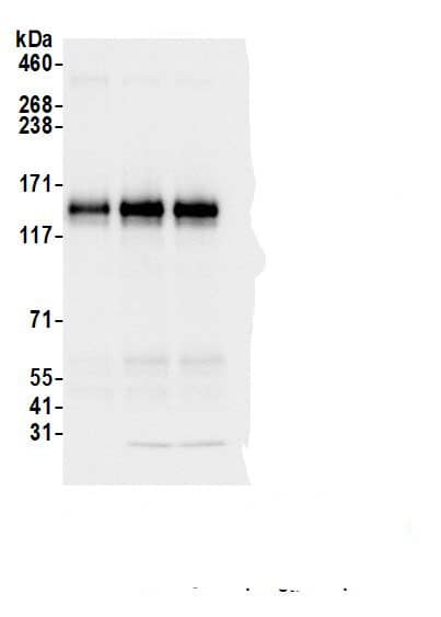 Protocadherin-19 Antibody