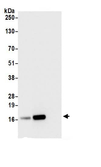 RPL21 Antibody