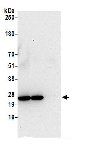 HSPC111 Antibody