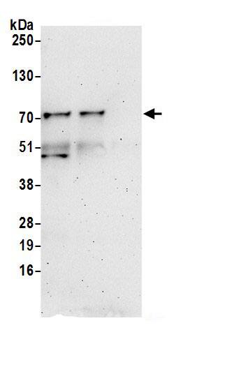 RPUSD2 Antibody