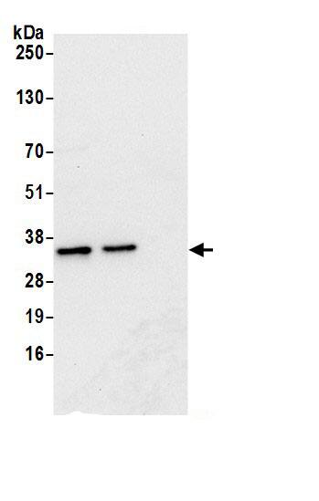 CKAP1 Antibody