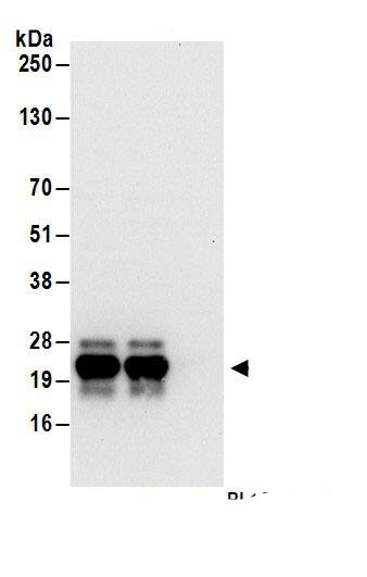 BAP18 Antibody