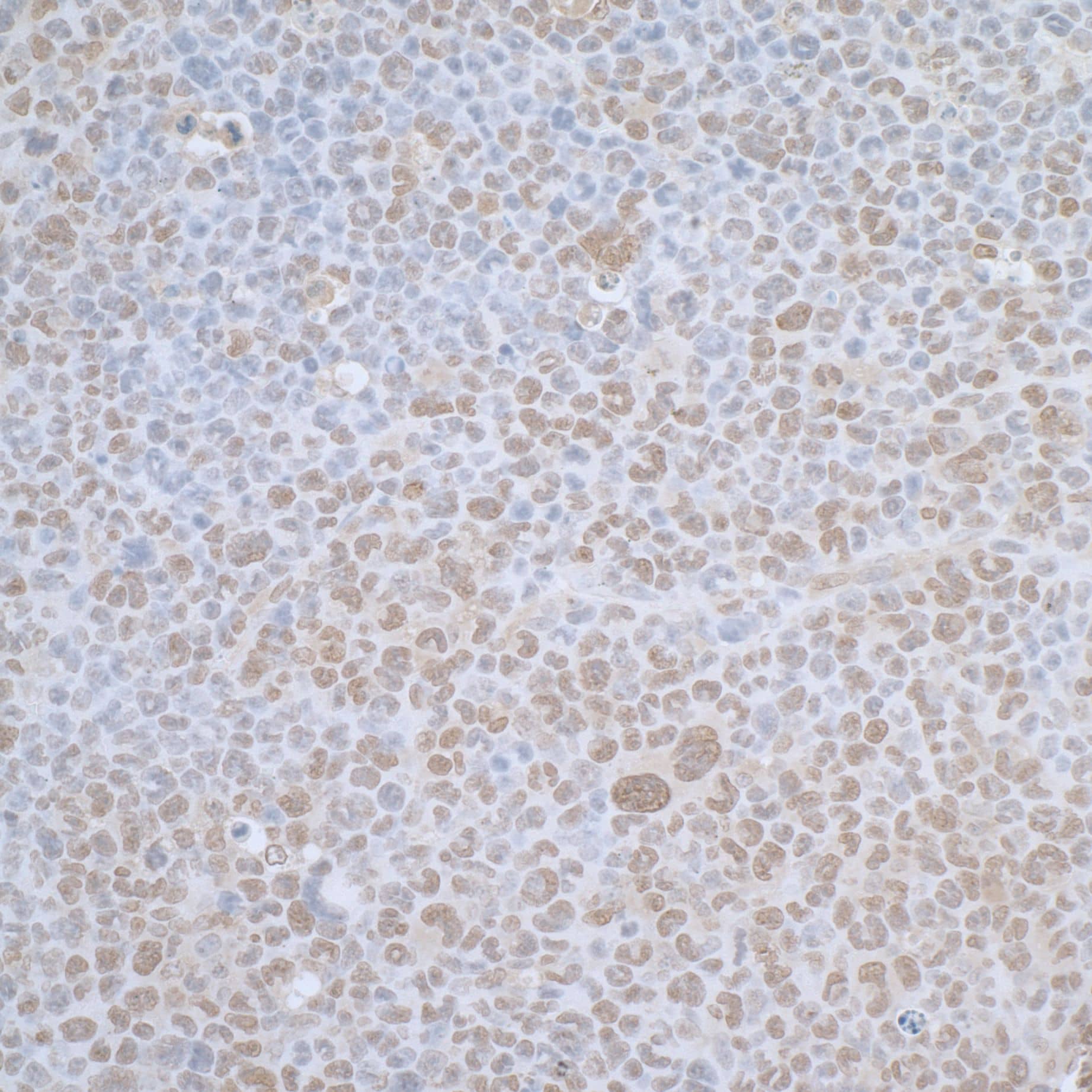 TCEB1 Antibody