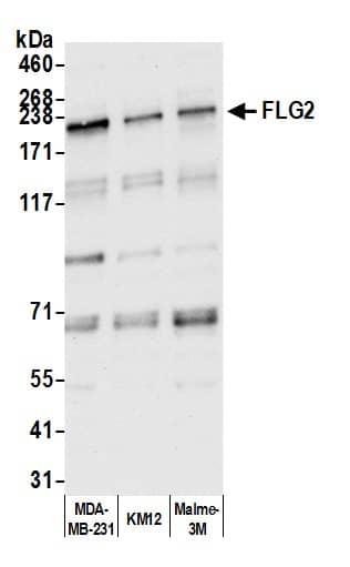 Filaggrin family member 2 Antibody
