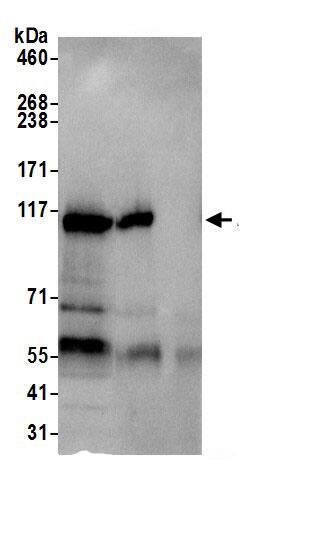 FAM29A Antibody