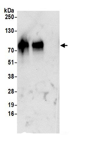 SLC1A4 Antibody