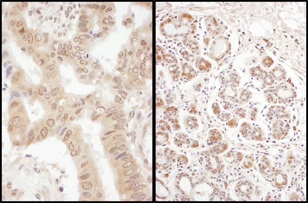 eIF2B4 Antibody