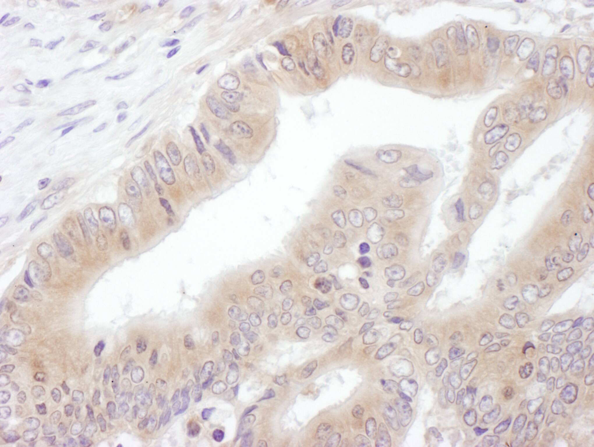 eIF3e Antibody