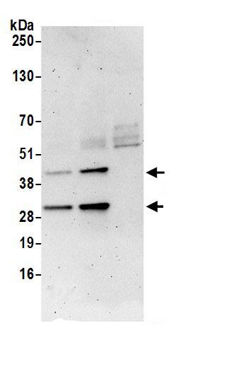 UBFD1 Antibody