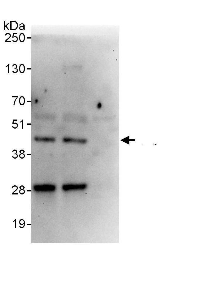 TAF8 Antibody