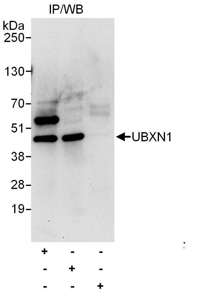 UBXN1 Antibody