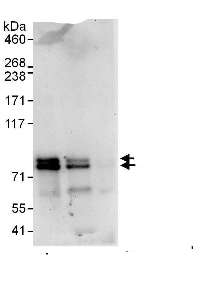 SSX2IP Antibody