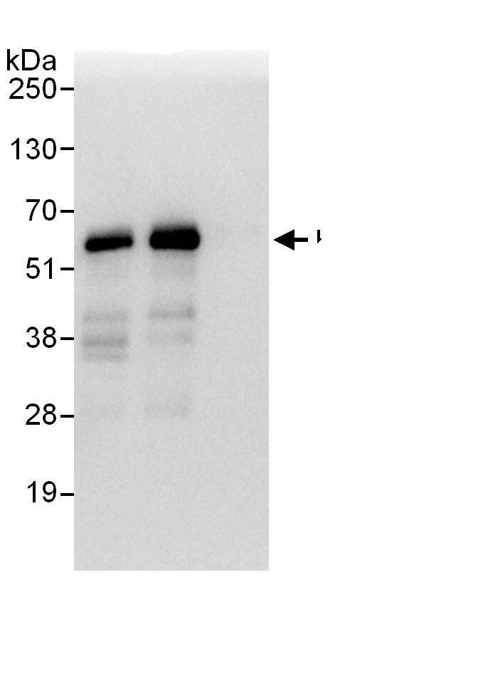 HIP-55 Antibody