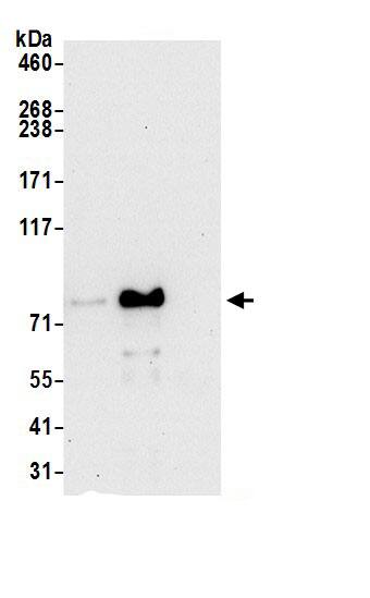 AFG3L2 Antibody