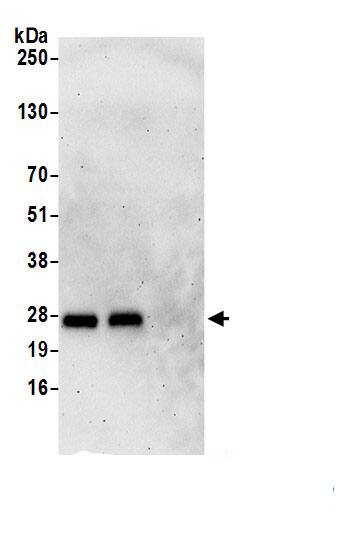 CRIP2 Antibody