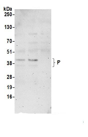 RRP15 Antibody