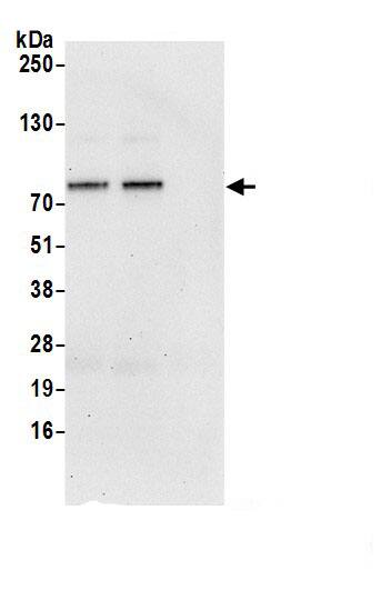 FAM114A1 Antibody