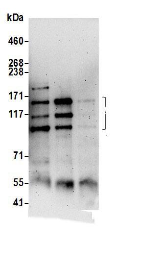 PEX1 Antibody