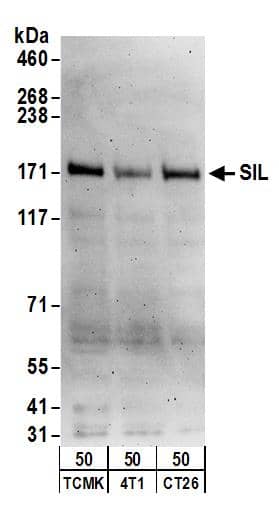 STIL Antibody