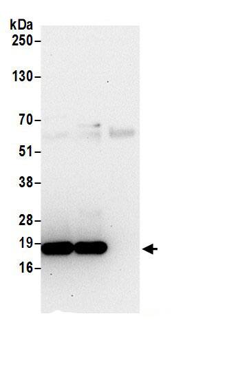 c-Myc-responsive protein Rcl Antibody