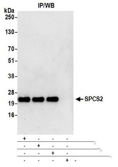 SPCS2 Antibody