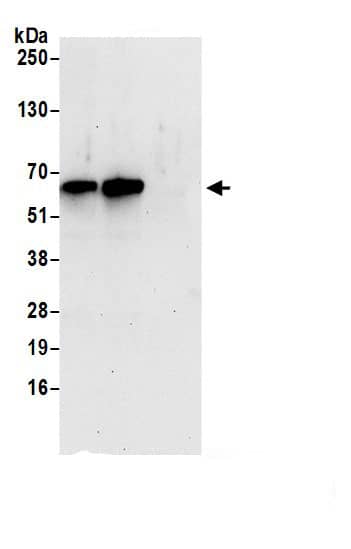 MON1B Antibody