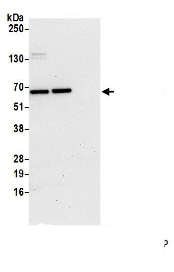 FAM114A2 Antibody